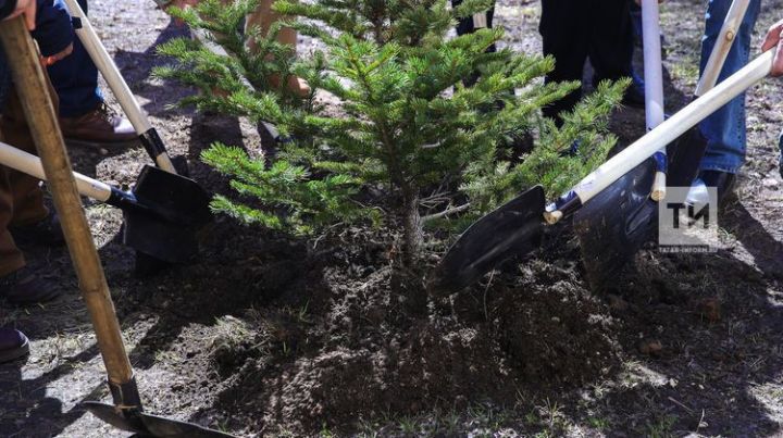 «Сад памяти» появится во всех районах Татарстана