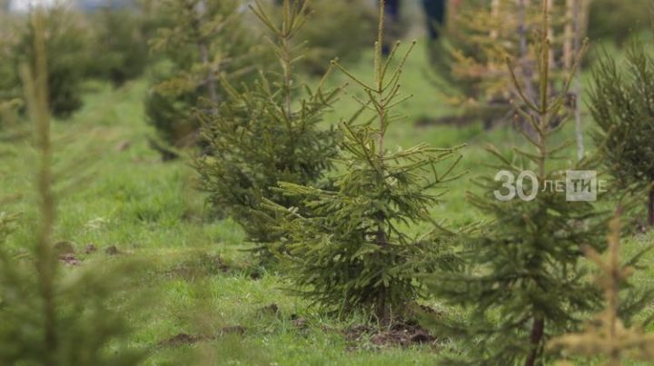 В Татарстане высадят почти 500 тыс. деревьев в память о погибших в Великой Отечественной войне