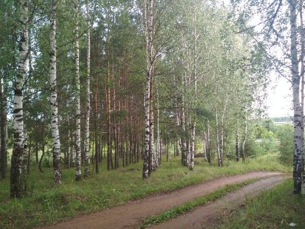Шамсенур Гимадиева: Не рубите деревца