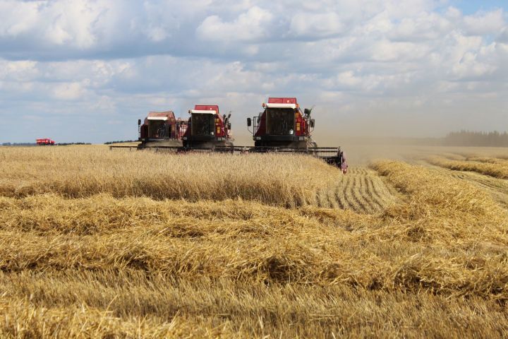В Татарстане собран третий миллион тонн зерна
