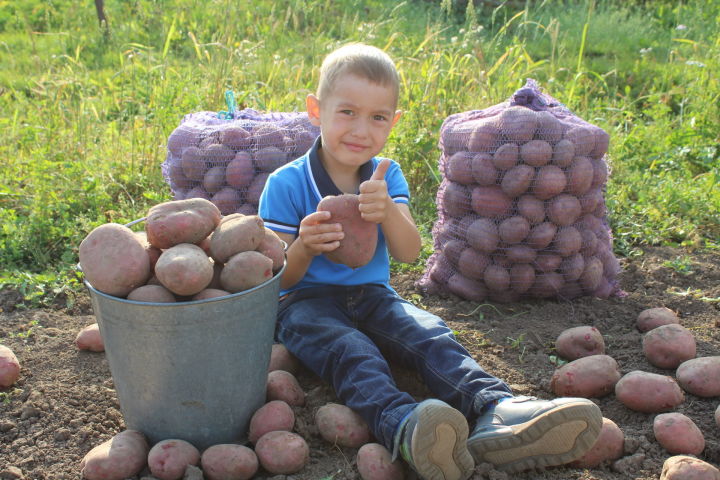 В Кукморском районе картофель вырастили в хозяйствах «Урал» и «Рассвет»