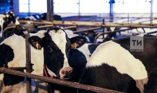 Татарстан оказался в числе лидеров по объему реализации молока в сельхозорганизациях