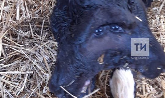 В Татарстане на ферме родился двухголовый теленок