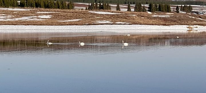 В Кукморском районе на пруду обосновались белые лебеди
