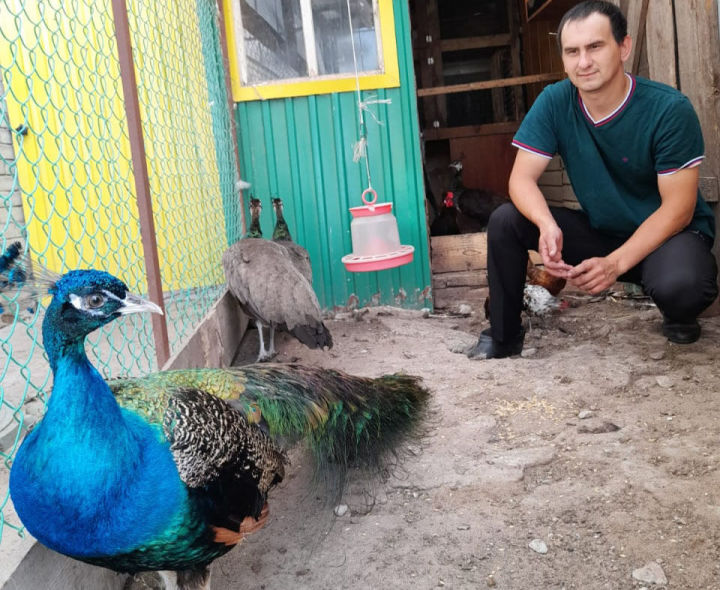 Кукмара районында Баязитовлар гаиләсе тарафыннан оештырылган мини-зоопаркта страус, павлин, көртлек бар