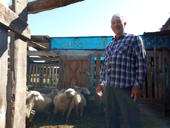 Альфия и Бадыгетдин Салаховы из Кукмора разведением овец занимаются с 2011 года