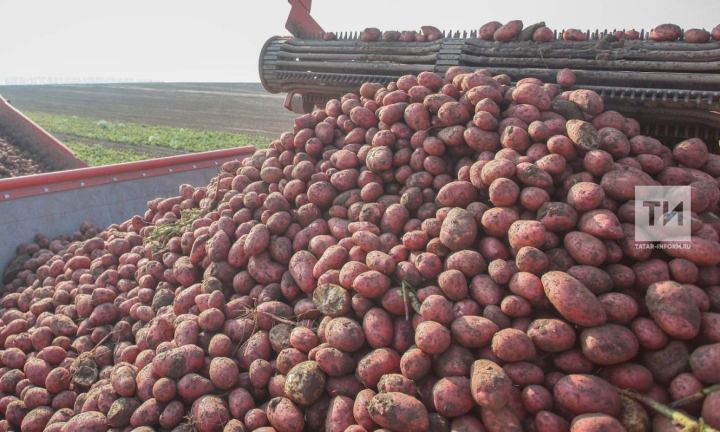 Татарстанцам рассказали, как правильно хранить картофель