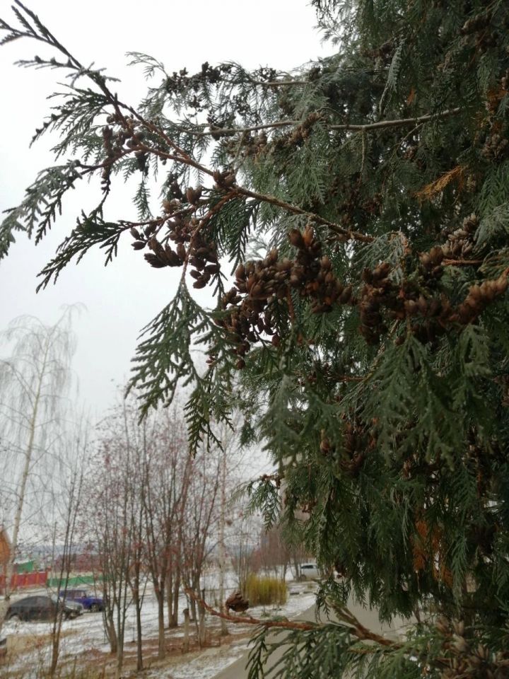 В Кукморском районе ожидается небольшой снег и до 12 градусов мороза