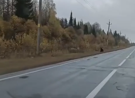 Очевидец заснял на видео медвежонка возле деревни Красный Цветок Кукморского района