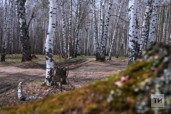 В апреле температура в Татарстане будет выше нормы