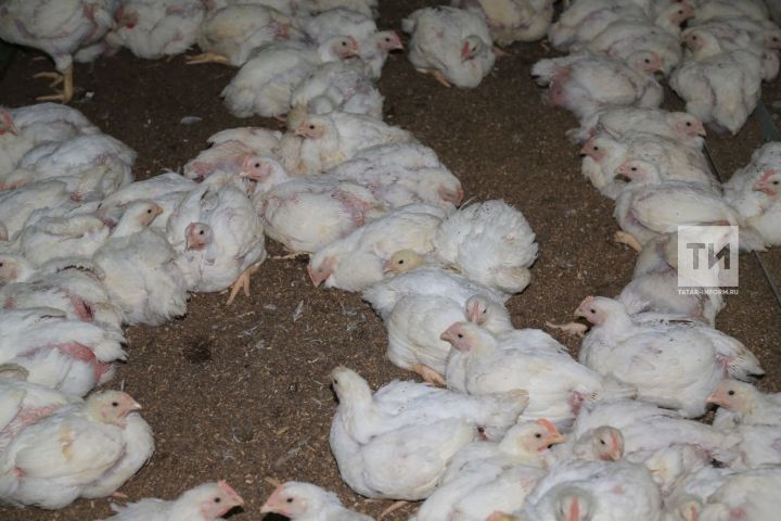 Татарстанцев предупредили об угрозе птичьего гриппа