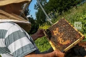В Татарстане ограничили завоз пчел с юга из-за угрозы нового заболевания
