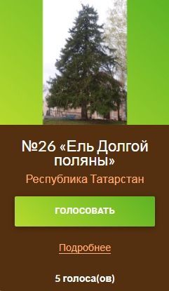 Татарстанская ель претендует на звание «Российское дерево года»