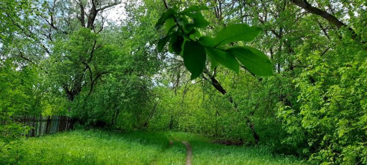 В Кукморском районе ожидается кратковременный дождь и гроза