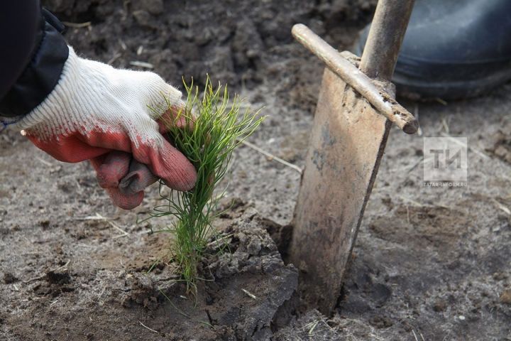 В Татарстане провели лесовосстановление на площади 224 гектара в рамках нацпроекта