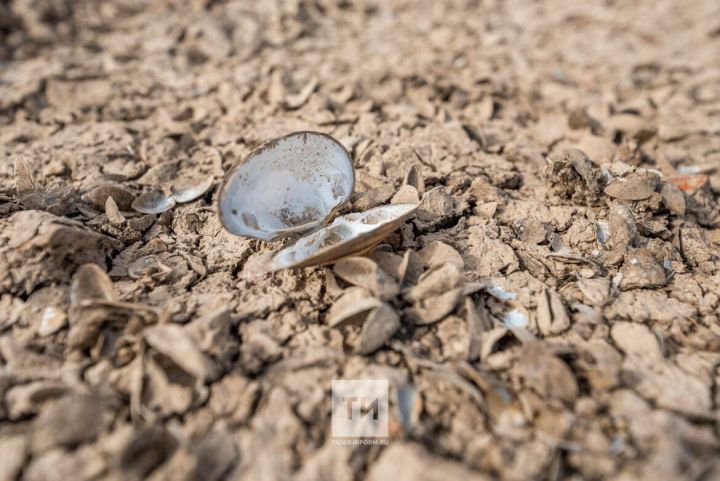 Во всех районах Татарстана введен режим чрезвычайной ситуации из-за засухи
