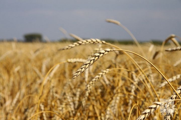 Потребность в инвестициях для замещения импорта семян в РФ оценили в 45 млрд рублей