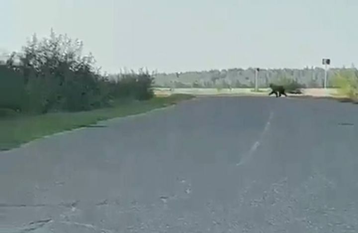 Очевидцы засняли на видео медведя в Кукморском районе Татарстана