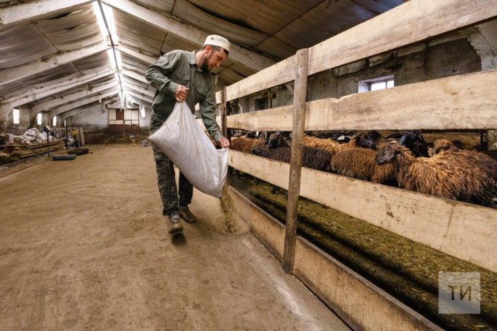 В Татарстане начинающих фермеров обучат развитию агротуризма и технологиям переработки продукции