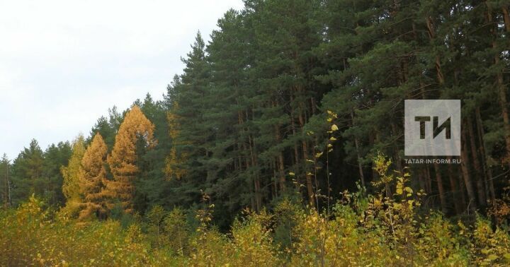 Каждый год для лесов Татарстана заготавливают 12 млн саженцев