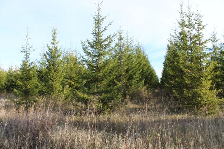 В Татарстане по нацпроекту восстановили леса на 3615 гектарах площади