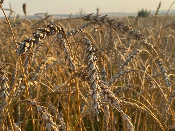 Кукморский район вошел в число лидеров по урожайности зерновых культур
