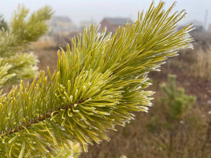 В Кукморском районе ожидается до -4 градусов