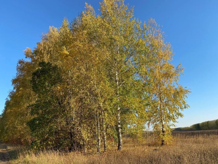 В Кукморском районе ожидается снег с дождем, ночью -2 градуса