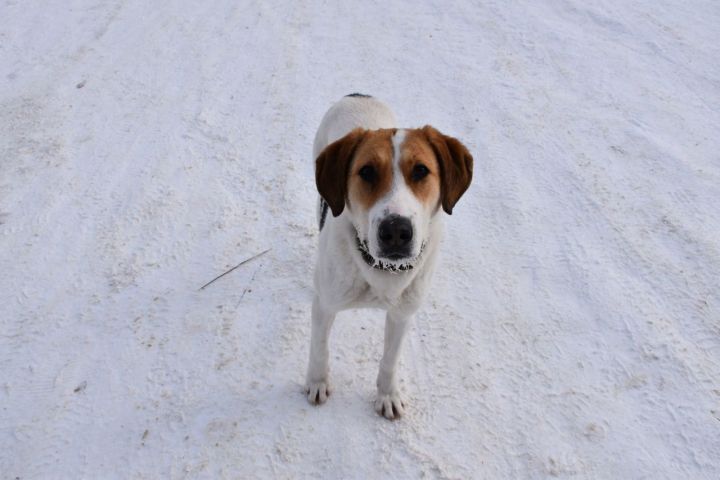 В Татарстане будет введена обязательная регистрация собак