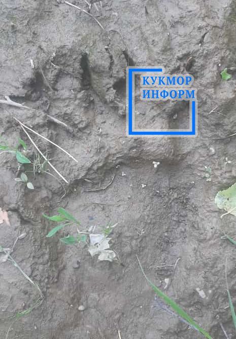 Житель села Лубяны Кукморского района поделился фото следа медведя