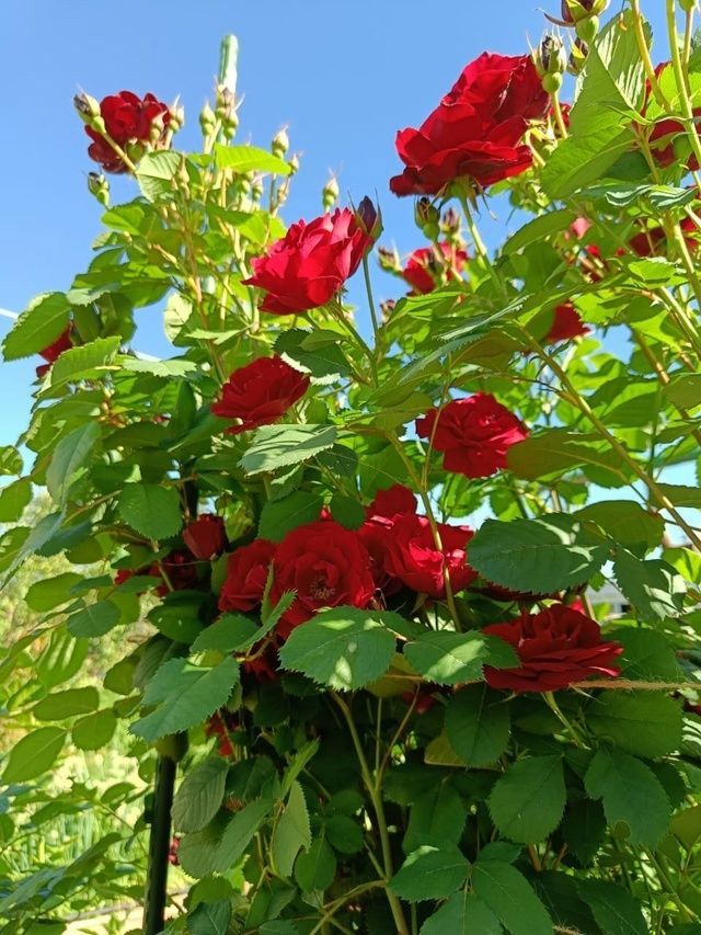 Гороскоп на 11 июля 2024 года: День склоняет к общительности и легкости