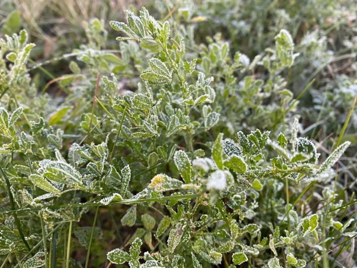 В Кукморском районе сохранятся заморозки до 5 градусов ниже нуля