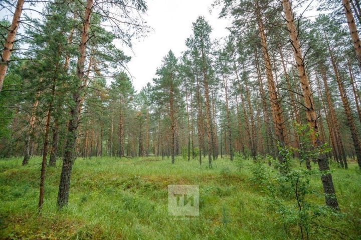 Минлесхоз назвал главные болезни деревьев в лесах Татарстана