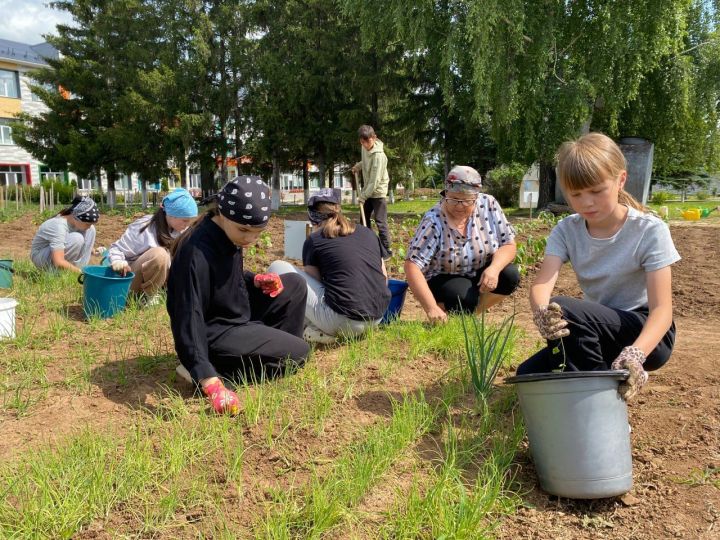 Җәй эшләсәң - кыш ашарсың: Зур Сәрдек гимназиясе бакчасында укучылар яшелчә, җиләк-җимеш үстерә