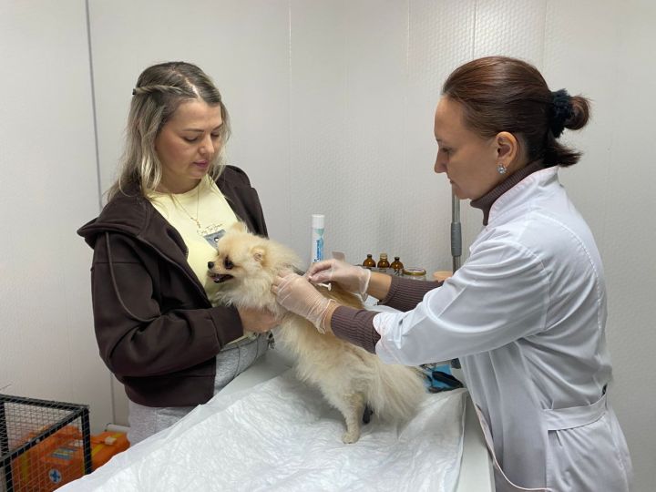 Кукмарада ветеринария хезмәткәрләре йорт хайваннарына вакцина ясый һәм чип куя