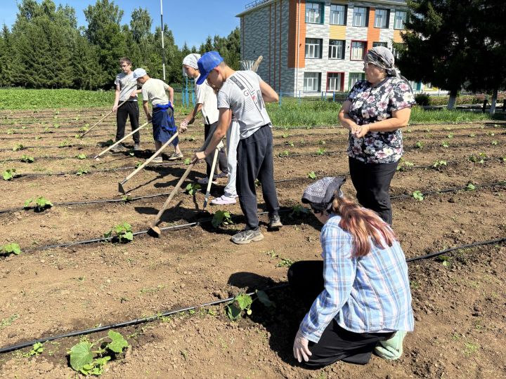 Большесардекская гимназия выращивает не только овощи, но и трудолюбие