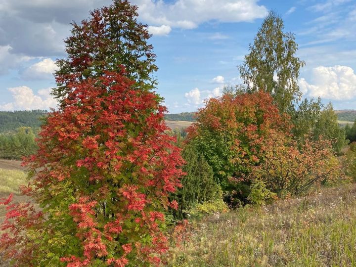 Татарстанда октябрь башында яңгыр һәм юеш кар явачак
