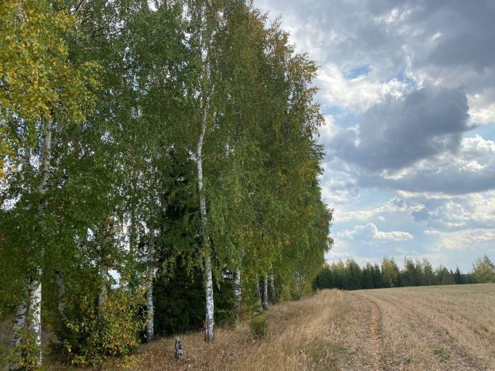 В Кукморском районе 1 октября ожидаются дождь и туман