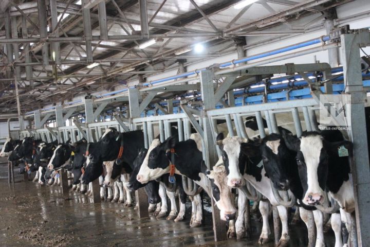 Республика Татарстан  добилась рекордных показателей по надою молока
